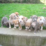 de bengels uit Tysons nest :D hihi toch nog een foto :D