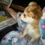 Muffin leest ook graag de Telegraaf haha!