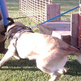 Training Thor