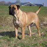 Diesel maart 2011
