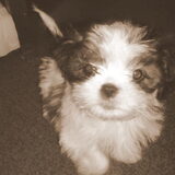 Cutee