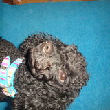 snoopy op de set