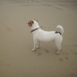 ze zag een hondje. (op vakantie in scheveningen