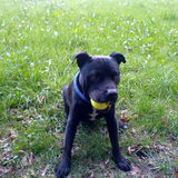 Allerlaatste foto van onze geliefde Spikey