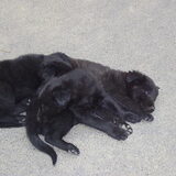 Zita als pup