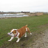 even los en wat rennen