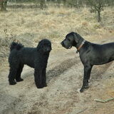 Foto van Mirjam en Curly Koda