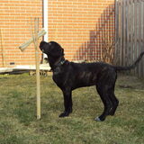 Foto van Sumu