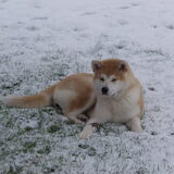 Jitô