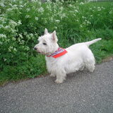 Foto van Nathalie & Rocky  14/07/2000 - 19/04/2011