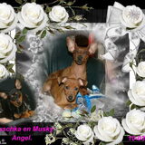 Dit is Angel met Nouschka en musky