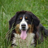 Lola, onze berner sennenhond