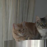 Mijn katten Binq en Lola