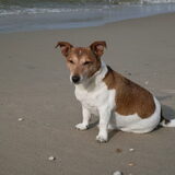 Rosco met vakantie naar Texel