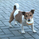 Rosco met een piep hamburger