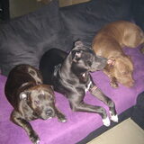 Boelie Lana en Diablo , chillen op de bank :)