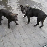 beste vriendjes Boelie en Lana