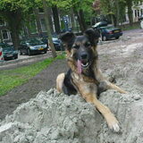 Miss Longtongue