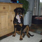 Foto van Sanne & Rottweiler Bo