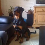 Foto van Sanne & Rottweiler Bo