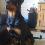 Foto van Sanne & Rottweiler Bo