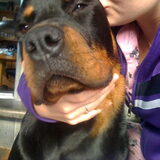 Foto van Sanne & Rottweiler Bo
