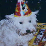 Mijn Westie Remy is jarig!