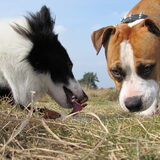 lief