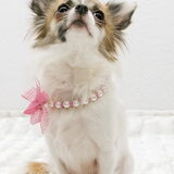 Foto van Chihuahuakennel La Linda Ramón