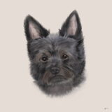 Door maud heb ik een tekening laten maken van Diva, Ik vind het echt…