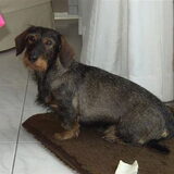 Dit onze Benthe zij is de stammoeder van onze kennel en onze eerste…