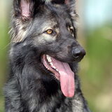 shiloh shepherd