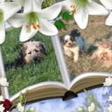 Foto van liesbeth,Turbo,Luna, Levi en Faith