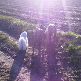 layka , boelie en lana