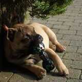 Foto van Hannah, Oscar en Koda