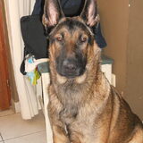 ninjo mijn 9 maand oude pup
