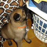 Foto van Janet & Boxers