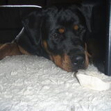 Foto van Sanne & Rottweiler Bo