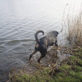 Foto van Sanne & Rottweiler Bo