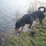 Foto van Sanne & Rottweiler Bo
