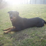Foto van Sanne & Rottweiler Bo