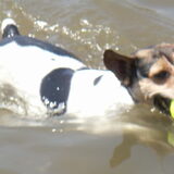 Dixie, kruising waterrat......