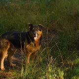 Foto van Vrouwtje van Denzel en Diva (R.I.P. Dixie)