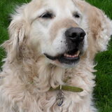 Liefste Balou