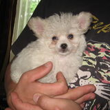 Lief he net 6 weken