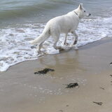 Wandelen in de branding