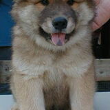 Puppie Puppie Puppie Arco