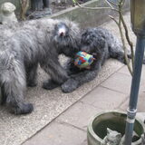 hier die bal