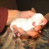 pasgeboren