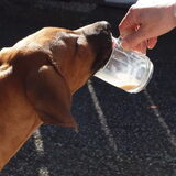 hoe leer ik mijn pup thee drinken.....zucht